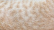 © Maule - orange cat fur texture for background