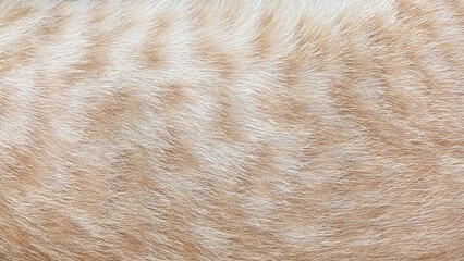 Wall Mural - orange cat fur texture for background
