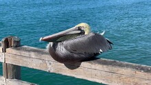 Brown Pelican Resting On The Railing Of The Oceanside Pier, Southern California