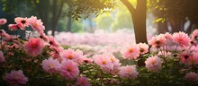 In The Vibrant Garden, Amidst The Lush Greenery And Colorful Floral Display, The Beautiful Pink Petals Of The Summer Flowers Added A Natural Touch Of Beauty To The Park, Captivating The Eye And