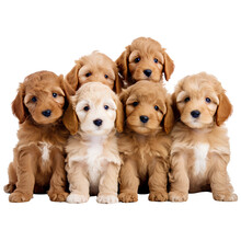 Studio Photo Of Goldendoodle Puppies Dog On Transparent Background Cutout, PNG File.