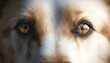 dog eyes eye closeup nose pet bristle sigh look glare face muzzle watch study observe follow square fur fierce glance bay bark weft searching brown white nostril animal fauna staring stare gaze