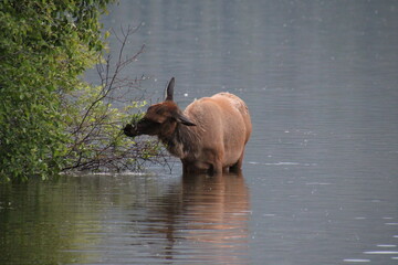 Wall Mural - Elk In The Lake, Jasper National Park, Alberta