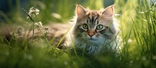 In The Beautiful Abstract Nature Of Summer, A Cute And Playful Cat With Green Eyes Blends Into The Lush Green Grass, Its Furry, Fluffy Coat A Delightful Contrast Against The Landscape.