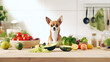 Funny chihuahua dog sit at table full of vegetables on kitchen