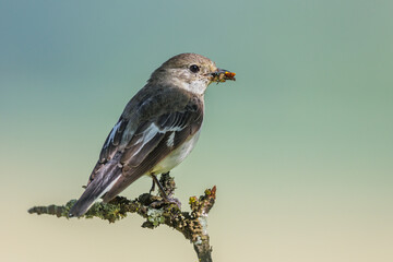 Wall Mural - Halsbandschnäpper (Ficedula albicollis) Weibchen