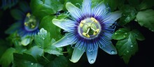 Heart Of The Lush Green Forest, A Delicate Passion Flower, With Its Vibrant Blue Petals And Intricate Yellow Patterns, Blossomed Beautifully, Enhancing The Surrounding Flora With Its Captivating Charm