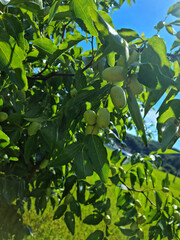 Wall Mural -  jujube tree .