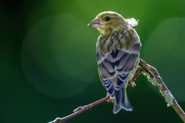 Wall Mural - Grünfink (Carduelis chloris) im Jugendkleid