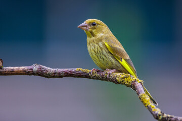 Wall Mural - Grünfink (Carduelis chloris) Jungvogel