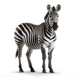Fototapeta  - A Zebra on white background