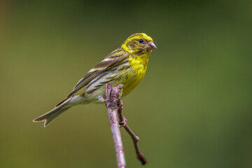 Poster - Girlitz (Serinus serinus) Männchen