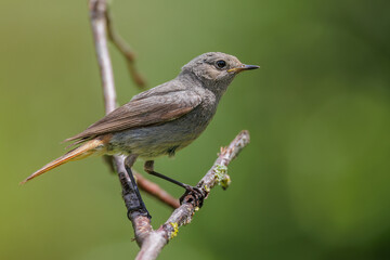 Wall Mural - Hausrotschwanz (Phoenicurus ochruros) Weibchen