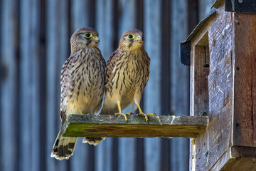 Wall Mural - Turmfalke (Falco tinnunculus) Jungvogel