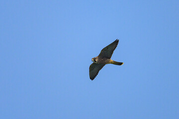 Poster - A Peregrine Falcon in flight blue sky