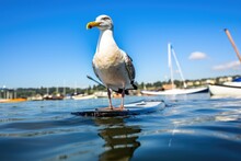 Seagull Perched On A Paddleboard Bobbing In Harbor
