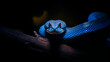 Blue viper snake, wildlife photography, concept of a blue insularis