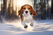 A beagle dog runs through the snow in the forest