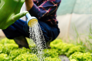 Wall Mural - Watering of vegetable bed with rows of lettuce. Agriculture work people healthy food concept.