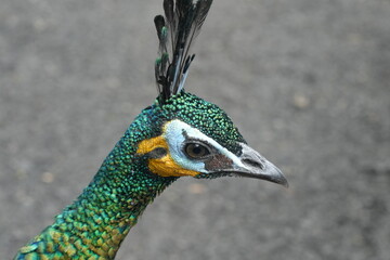 Wall Mural - Peacocks, specifically the male peafowl, are known for their extravagant and colorful plumage. They belong to the pheasant family|孔雀