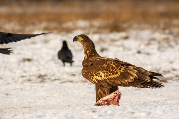 Wall Mural - Close-up of the white-tailed eagle (Haliaeetus albicilla) - large brown-white eagle on snow in winter