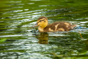 Wall Mural - Close-up of a duckling of the mallard wild duck (Anas platyrhynchos) swimming in a river
