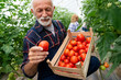© NDABCREATIVITY - Happy and smiling senior man working in greenhouse. People organic healthy food concept