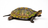 Japanese pond turtle // Japanische Sumpfschildkröte (Mauremys japonica)