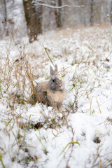 Wall Mural - Rabbit in the snow. Easter bunny in the winter forest.