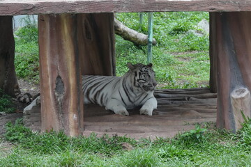 Poster - White tigers are a rare variant of Bengal tigers (Panthera tigris tigris) characterized by their striking white fur with black or dark brown stripes. |白老虎