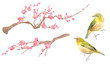 梅の花のと鳥（メジロ）の水彩イラスト。日本の早春イメージ。エレメントセット。

