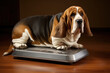 Obese Basset Hound On Scale. Сoncept Pet Weight Management, Obesity In Dogs, Basset Hound Health, Health Monitoring For Pets, Weight Loss Tips For Dogs