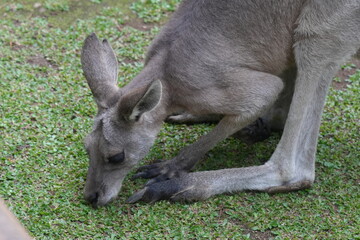 Wall Mural - Kangaroos are iconic marsupials native to Australia and nearby islands, known for their distinctive hopping movement and powerful hind legs.|袋鼠