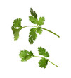 Set of green leaves of cilantro isolated on white or transparent background