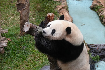 Poster - The Giant Panda (Ailuropoda melanoleuca) is a distinctive and beloved bear species native to China, known for its distinctive black-and-white fur and bamboo-based diet. |大熊貓|貓熊|