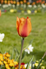 Wall Mural - Massif de tulipes orangées et narcisses blancs