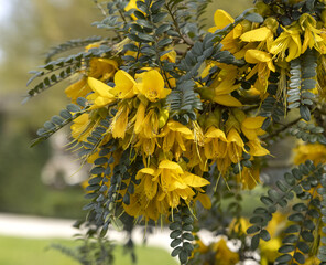 Wall Mural - Sophora microphylla ‘Sun King’	