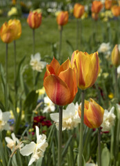 Wall Mural - Massif de tulipes orangées et narcisses blancs