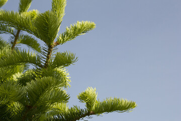 Wall Mural - fir tree close up. Green branches of fir tree .