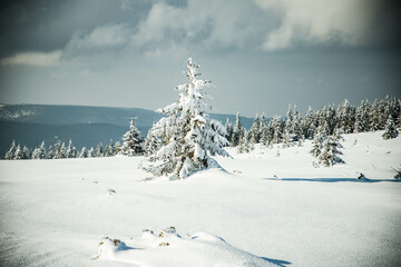 beautiful winter landscape with snowy fir trees