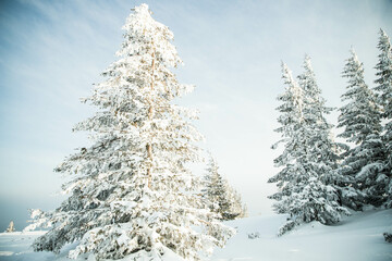 Sticker - beautiful winter landscape with snowy fir trees