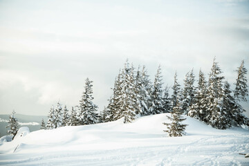 Sticker - beautiful winter landscape with snowy fir trees