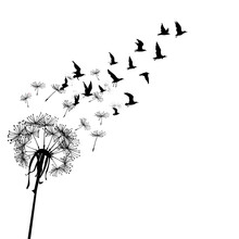 Dandelion With Seeds Transforming In Flying Birds. Freedom Concept