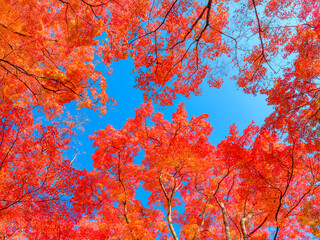 Wall Mural - beautiful view of red maple leaves in autumn, nature or outdoor