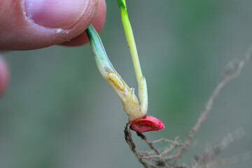 Poster - Young winter wheat plants damaged by larva, maggot of wheat bulb fly (latin name is Delia coarctata). A pest of field crops of cereals and grasses.