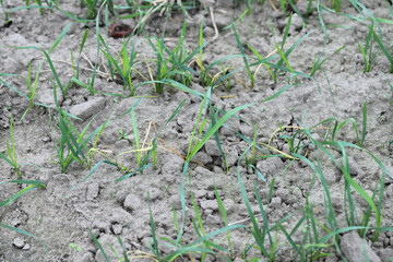 Poster - Cereals, wheat damaged by boring into the shoots by larvae of Frit fly (latin name is Oscinella frit). It is important crop pest.