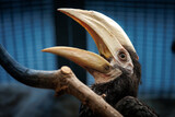 Fototapeta  - dzioborożec palawański; Palawan hornbill