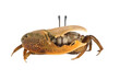 Fiddler crab closeup on white background, Comando crab 
