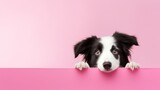 A Curious Black and White Dog Peeking Over a Vibrant Pink Surface