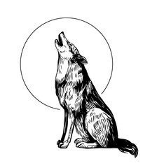 Wall Mural - the wolf howls at the moon. set of realistic hand drawn illustrations, vector sketches